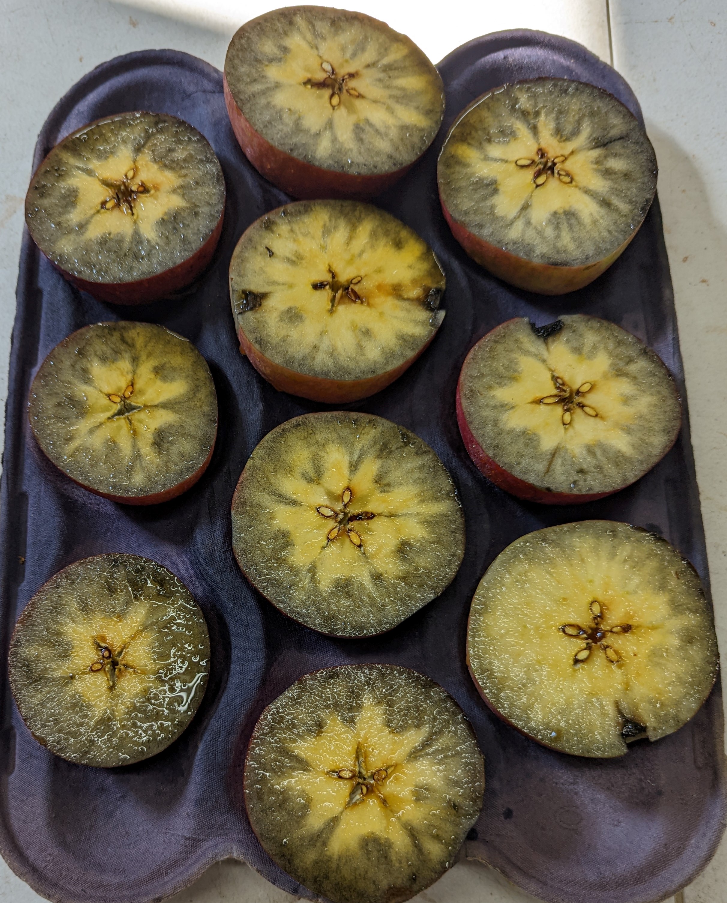 Apples being stained for testing.